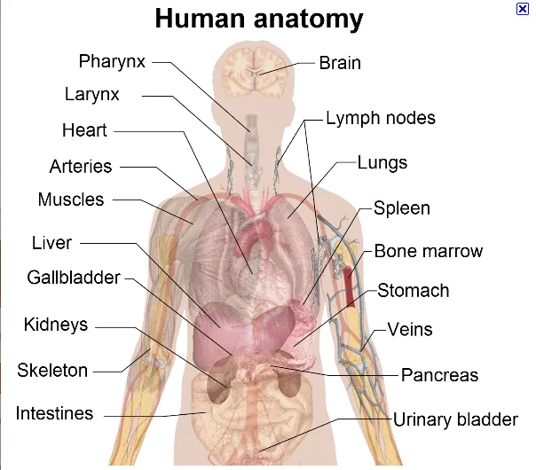 Partes internas del cuerpo en inglés - Imagui