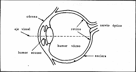 Las partes del ojo humano para colorear - Imagui
