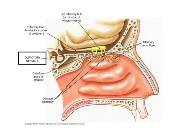 Partes del organo del olfato - Imagui