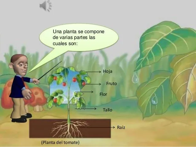 Partes de la planta, explicación para niños