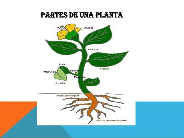 Las partes de una planta en inglés - Imagui