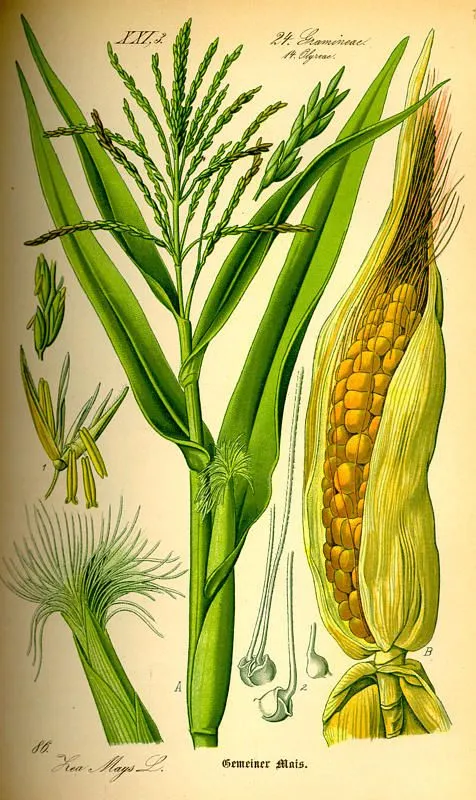 Partes de una planta de maiz - Imagui
