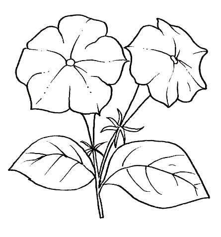Plantas para dibujar - Imagui