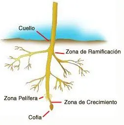 PARTES DE LA PLANTA: Raiz, hojas, flores, fruto y semilla