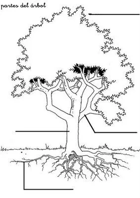 De maestro a maestro: Partes de un árbol