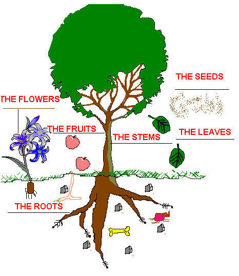 Partes de las plantas en inglés