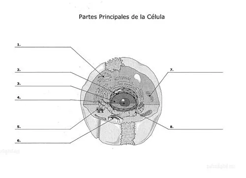Partes principales de una célula, en blanco y negro, con nombres y ... Partes principales de una célula, en blanco y negro, con nombres y ...