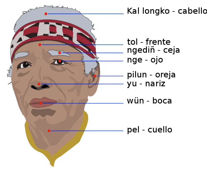La Mansión de las Lenguas: El Mapuche. Mapu=tierra ; Che= La Mansión de las Lenguas: El Mapuche. Mapu=tierra ; Che=