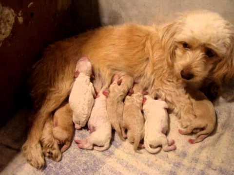Primer Parto De Muñeca (Poodle Con Terrier) - YouTube