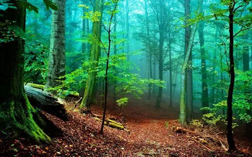 De paseo por el bosque (Lugares para Meditar) Wallpaper | Banco de ...
