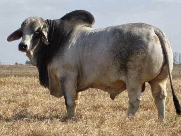 LA PASIÓN POR EL #CEBÚ: CUANTOS TOROS BRAHMAN CONOCES???HOW MANY ... LA PASIÓN POR EL #CEBÚ: CUANTOS TOROS BRAHMAN CONOCES???HOW MANY ...