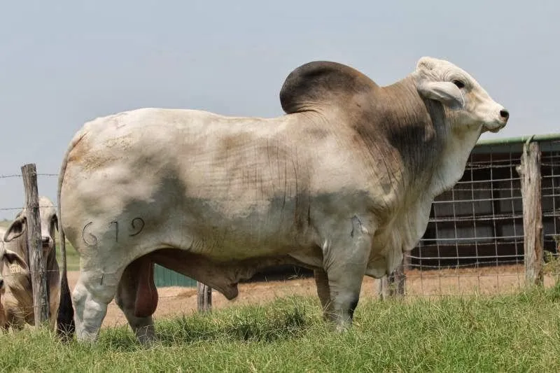 LA PASIÓN POR EL #CEBÚ: CUANTOS TOROS BRAHMAN CONOCES???HOW MANY ... LA PASIÓN POR EL #CEBÚ: CUANTOS TOROS BRAHMAN CONOCES???HOW MANY ...