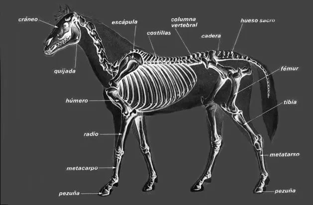 pasionporloscaballos - Esqueleto y partes del caballo