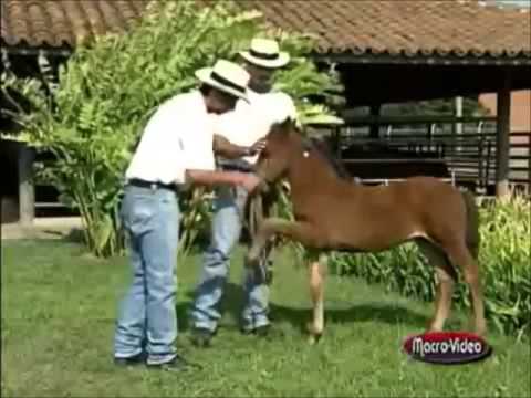 Paso fino Colombiano, el caballo mas suave del mundo - YouTube