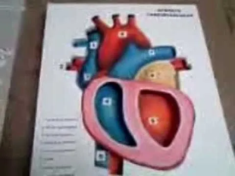 Como hacer un corazon humano en plastilina - Imagui