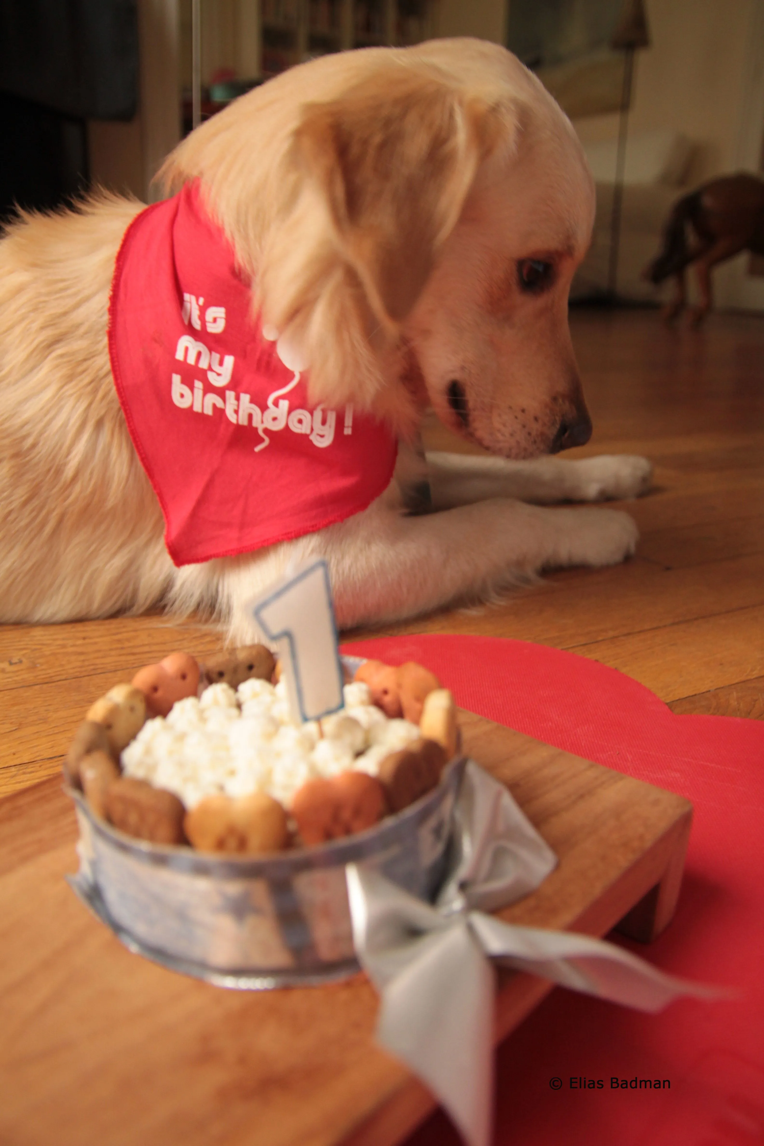 Pastel (Torta) de Cumpleaños (para perritos) | Je cuisine donc je suis