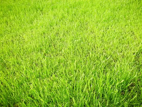 pasto cesped green verde grass freejpg.com.ar | Flickr - Photo ...