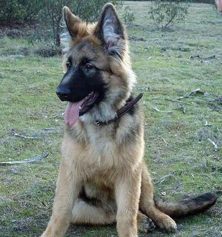 pastor aleman (2) | Cuidar de tu perro es facilisimo. pastor aleman (2) | Cuidar de tu perro es facilisimo.