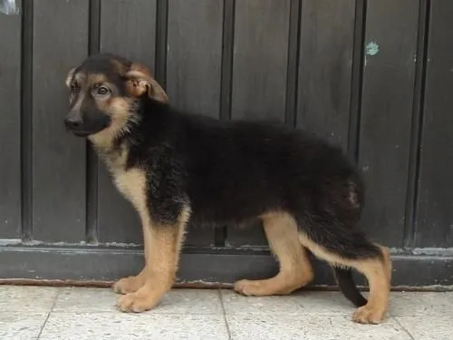 Cachorros de pastor aleman de 3 meses - Imagui