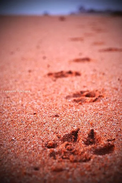 Patas de cachorro | Flickr - Photo Sharing! Patas de cachorro | Flickr - Photo Sharing!