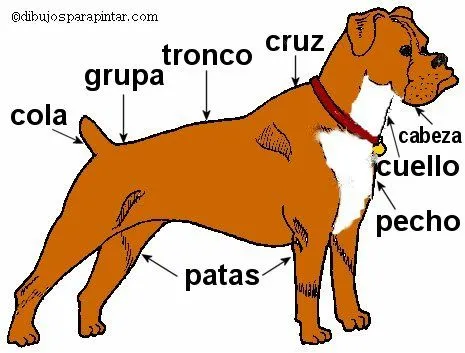  ... perro perro de raza boxer partes del cuerpo de un perro dibujos de