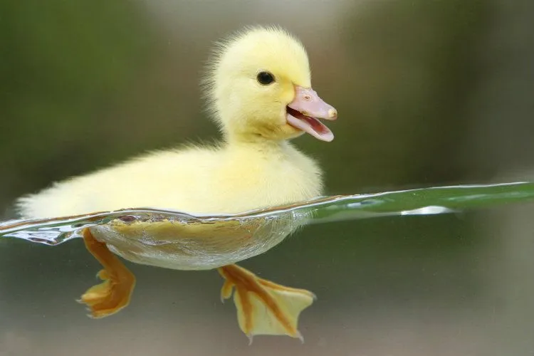 Tener un pato como mascota - Consejos y cuidados para patos