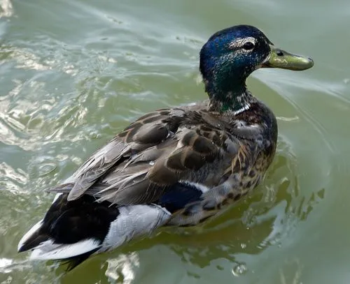 Pato | Wikifaunia, tu enciclopedia de animales Pato | Wikifaunia, tu enciclopedia de animales