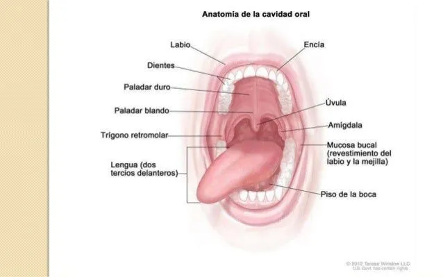 Patología Cavidad Oral y Glándulas Salivales Patología Cavidad Oral y Glándulas Salivales
