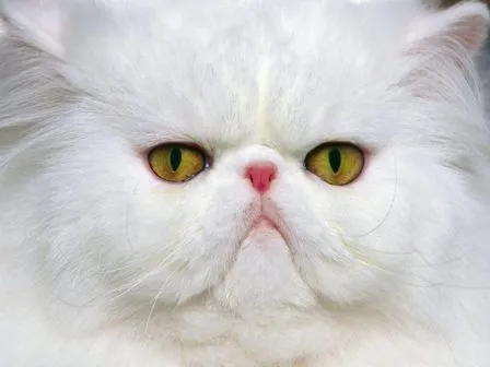 Patrones y colores del pelaje del gato persa » GATOPERSAPEDIA
