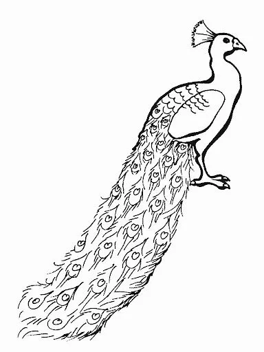 Pavo real para colorear e imprimir - Imagui Pavo real para colorear e imprimir - Imagui