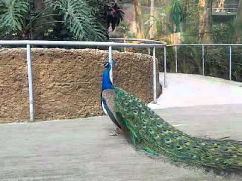 pavo real luciendose - YouTube