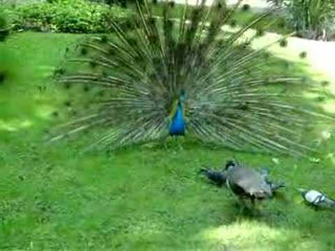 pavo real - peacock - paon - YouTube