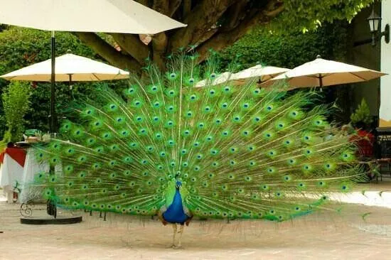Pavo Real junto a restaurante: fotografía de Hotel Mision San Gil ... Pavo Real junto a restaurante: fotografía de Hotel Mision San Gil ...