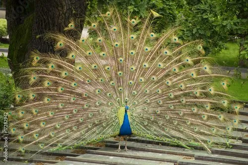 Pavo real © Sergio Martínez #17282942 - See portfolio Pavo real © Sergio Martínez #17282942 - See portfolio