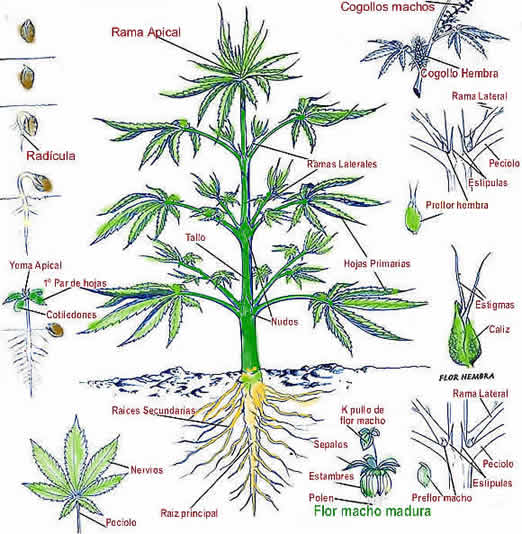 PC Grow Marihuana: Partes de una Planta de Marihuana.