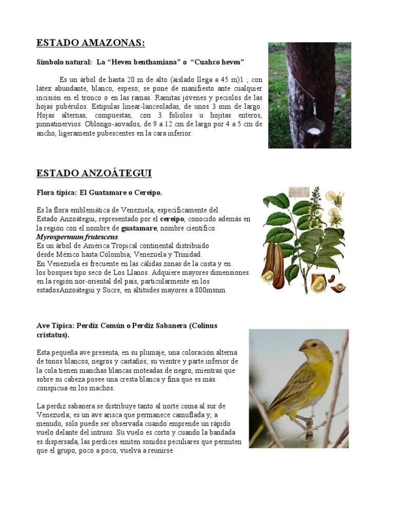 PDF) Símbolos Naturales de Venezuela - IVON - DOKUMEN.TIPS