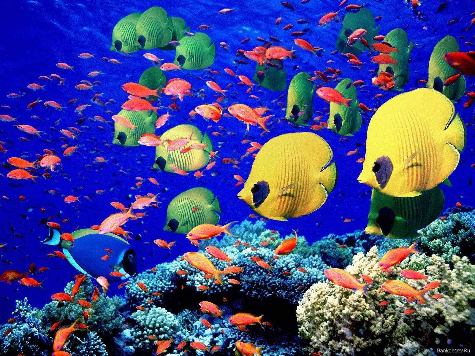 peces y arrecifes de coral