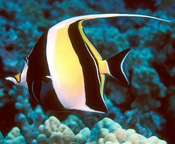 Los peces más bonitos y coloridos - Taringa! Los peces más bonitos y coloridos - Taringa!