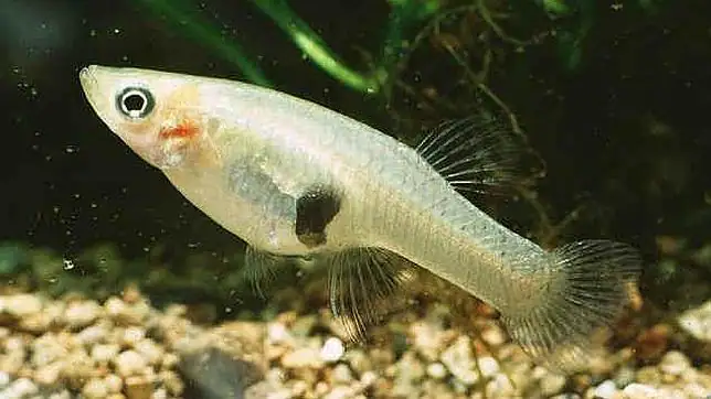 Los Peces son Buenos en Cálculo Matemático - Taringa! Los Peces son Buenos en Cálculo Matemático - Taringa!