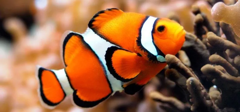 PECES (Características, Tipos de Peces, Qué comen, Dónde viven...) PECES (Características, Tipos de Peces, Qué comen, Dónde viven...)