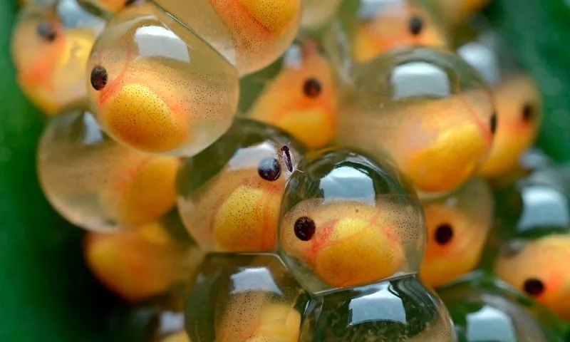 PECES (Características, Tipos de Peces, Qué comen, Dónde viven...) PECES (Características, Tipos de Peces, Qué comen, Dónde viven...)