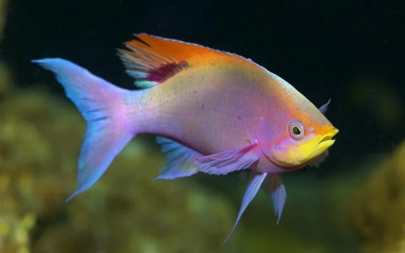 PECES (Características, Tipos de Peces, Qué comen, Dónde viven...) PECES (Características, Tipos de Peces, Qué comen, Dónde viven...)