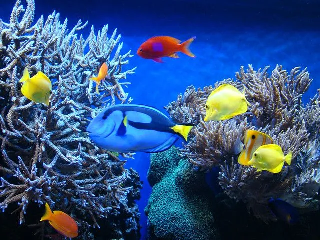 De peces de colores - Imagui