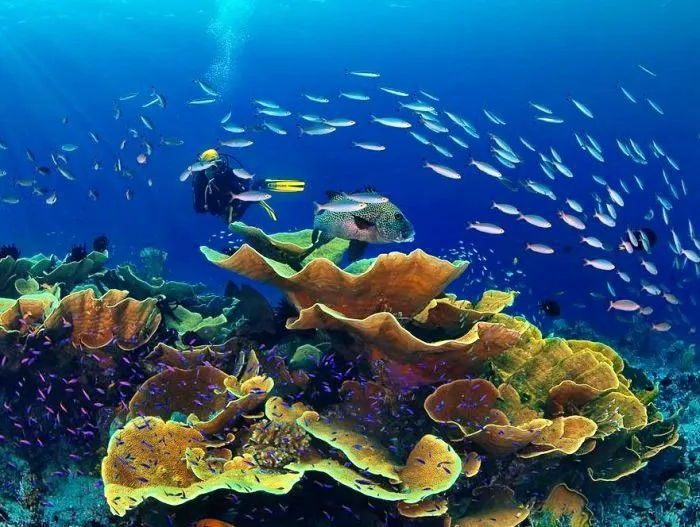 peces-coralinos-submarinista.jpg