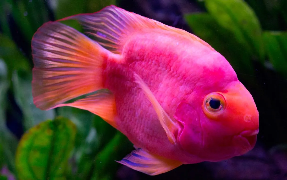 Peces: guía de especies, información básica, fotos y dibujos. Peces: guía de especies, información básica, fotos y dibujos.
