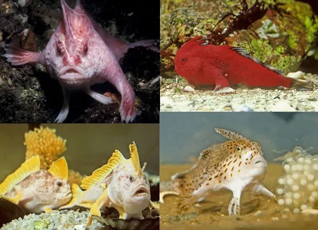 Peces con Manos,14 Especies descubiertas. - ÚLTIMAS NOTICIAS new Peces con Manos,14 Especies descubiertas. - ÚLTIMAS NOTICIAS new