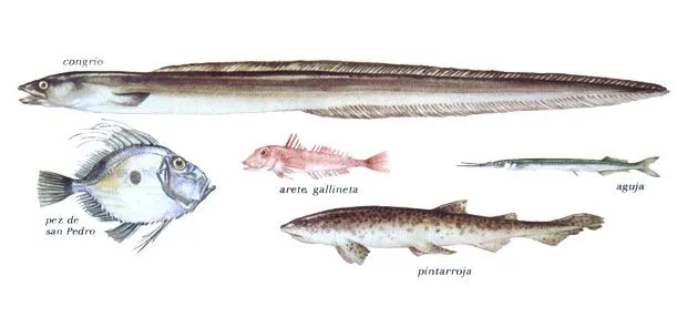 SAUCIR DE COCINA: cortes de carne de res, SAUCIR DE COCINA: cortes de carne de res,