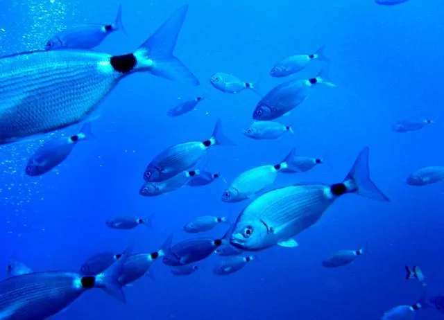 Peces en el mar Mediterráneo. Reuters | Qué.es Peces en el mar Mediterráneo. Reuters | Qué.es