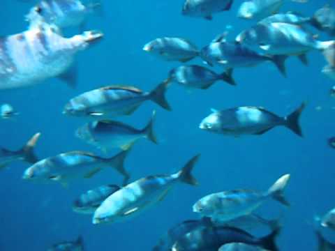 peces en el océano - YouTube