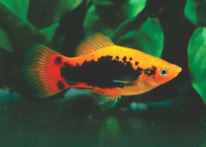 peces de pecera y varios tipos de pecera - Taringa! peces de pecera y varios tipos de pecera - Taringa!